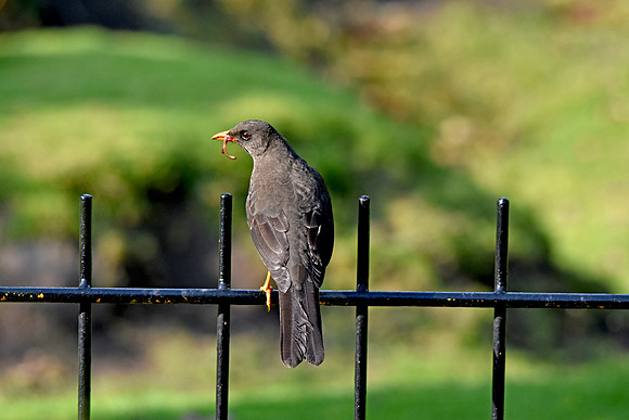 Great thrush