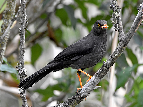 Great thrush