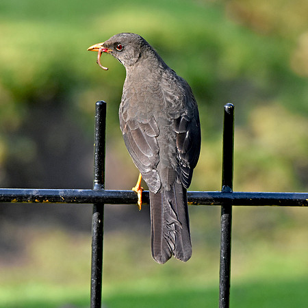 Great thrush