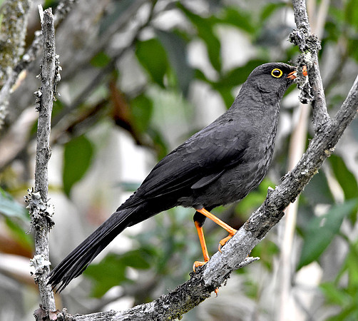 Great thrush