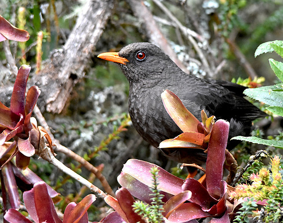 Great thrush