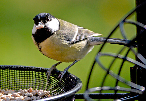 Great tit