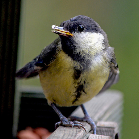 Great tit