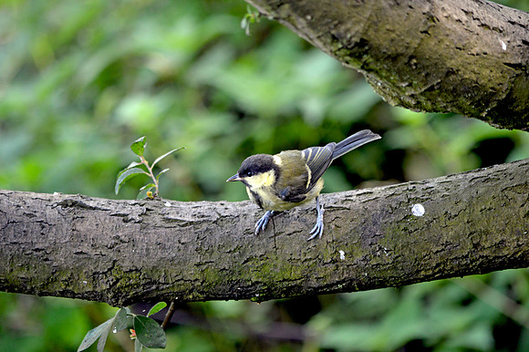 Great tit