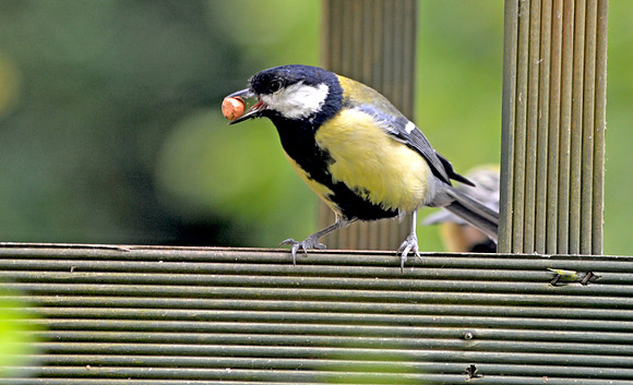 Great tit