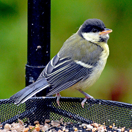 Great tit