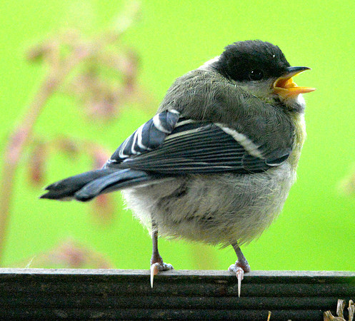 Great tit