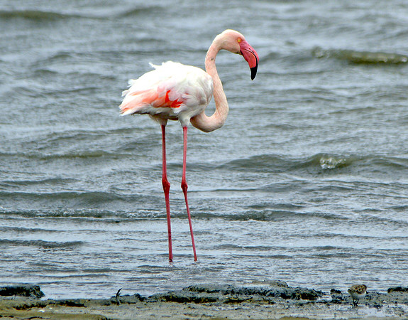 Greater flamingo