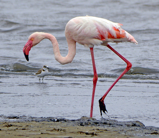 Greater flamingo