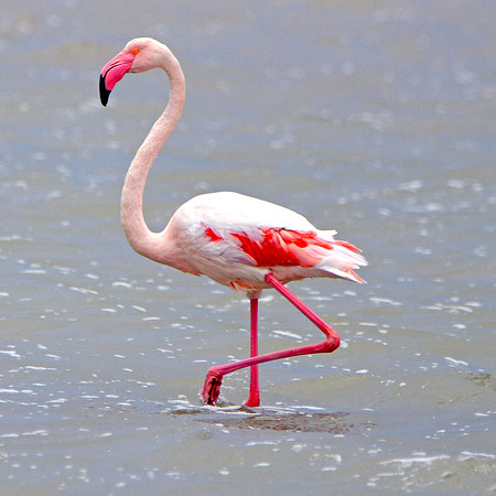 Greater flamingo