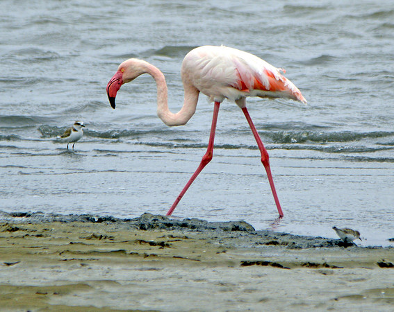 Greater flamingo