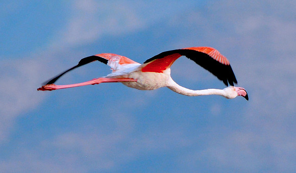 Greater flamingo