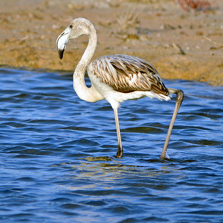 Greater flamingo juvenile