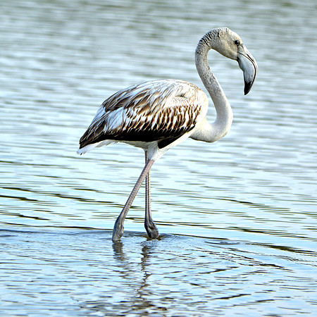 Greater flamingo juvenile