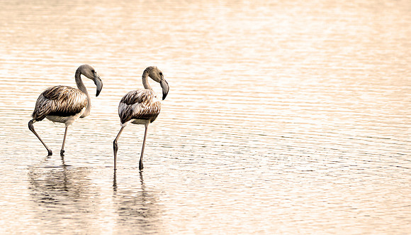 Greater flamingo juvenile