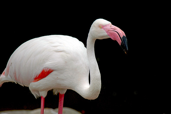 Greater flamingo