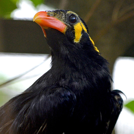 Greater hill mynah