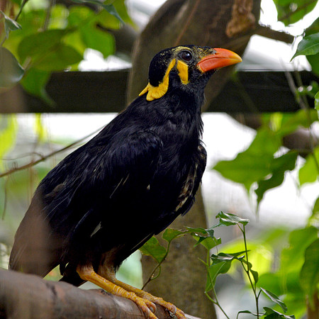 Greater hill mynah