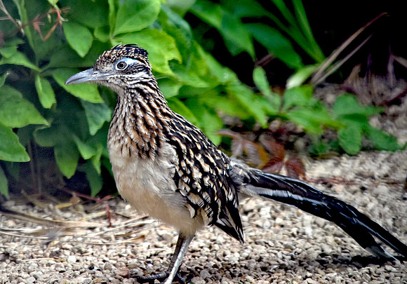 Greater roadrunner