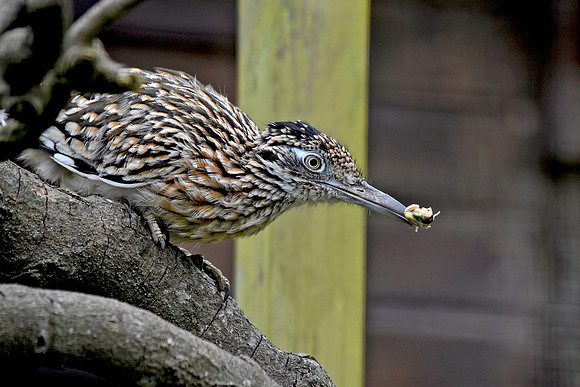 Greater roadrunner