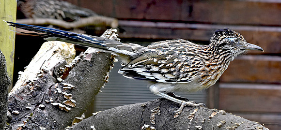Greater roadrunner
