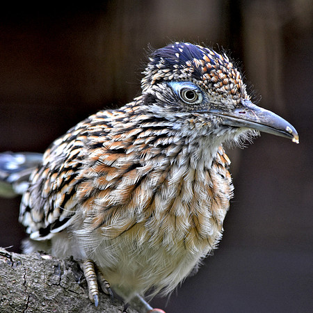 Greater roadrunner
