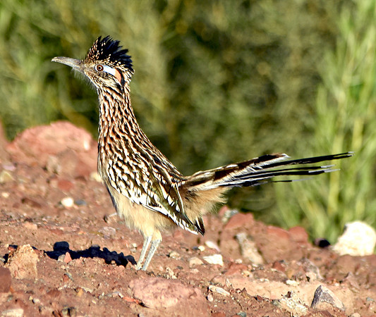 Greater roadrunner