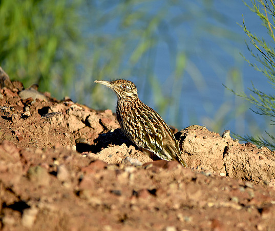Greater roadrunner