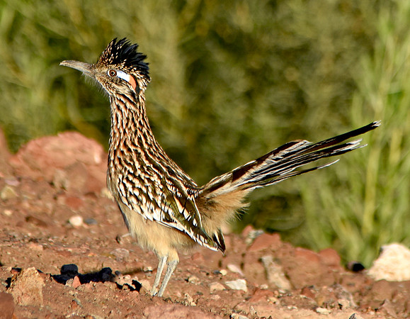 Greater roadrunner