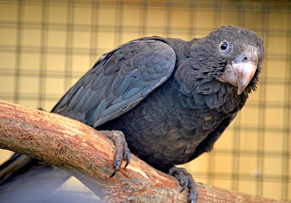 Greater vasa parrot
