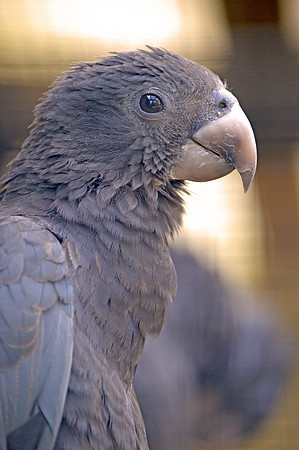 Greater vasa parrot
