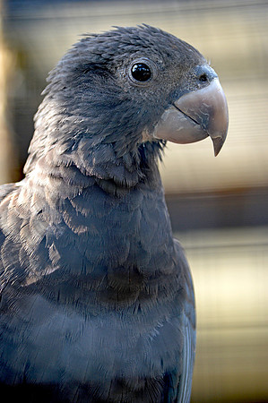 Greater vasa parrot