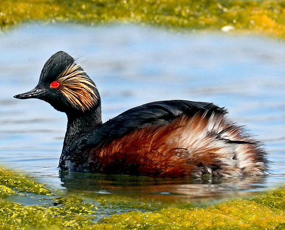 Black necked grebe