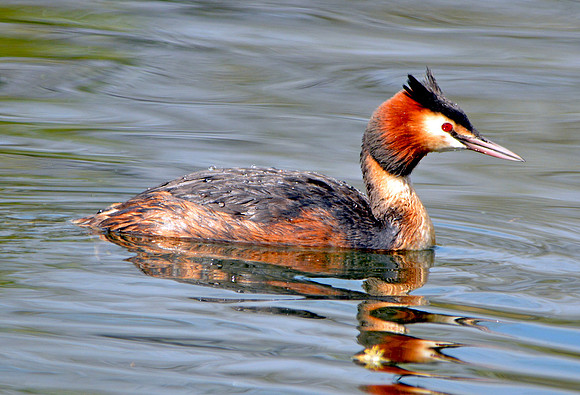 Great crested grebe