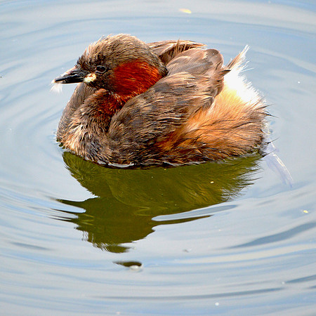 Little Grebe