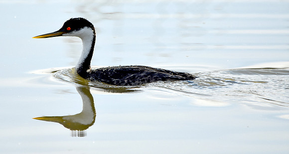 Western Grebe