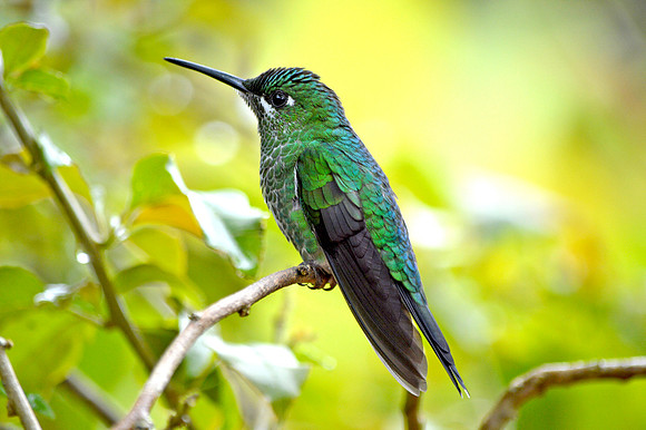 Green crowned brilliant hummingbird