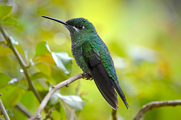 Green crowned brilliant hummingbird