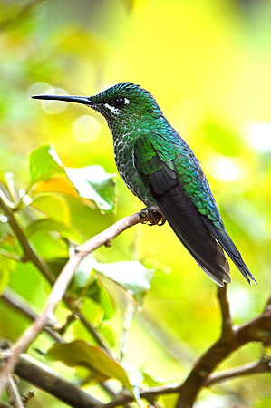 Green crowned brilliant hummingbird