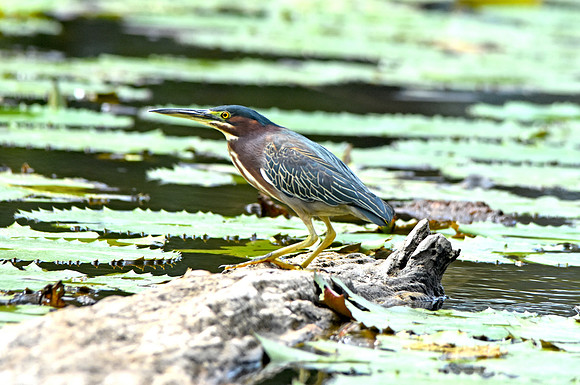 Green heron