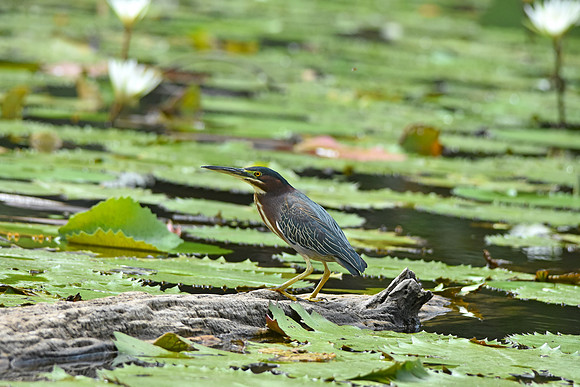 Green heron