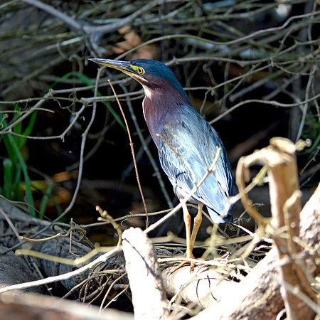 Green heron