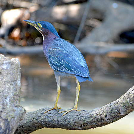 Green heron