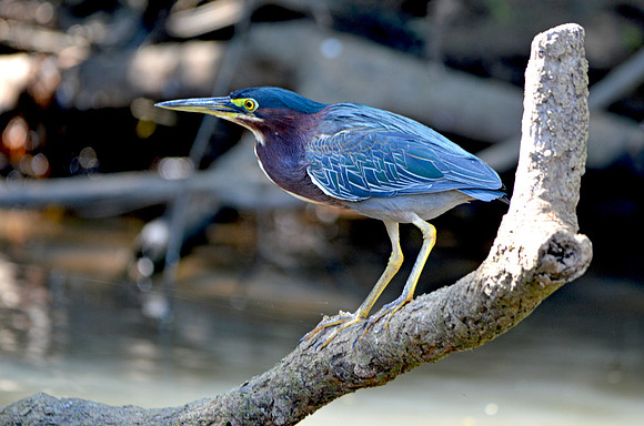 Green heron