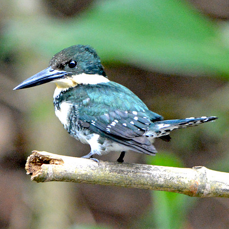 Green kingfisher