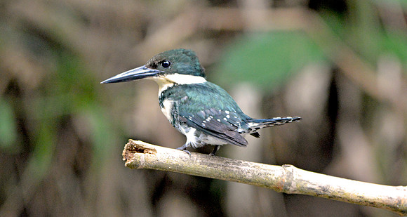 Green kingfisher