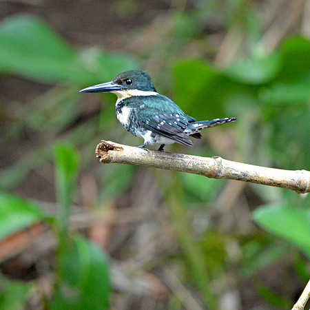 Green kingfisher