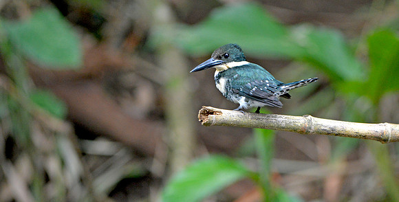 Green kingfisher