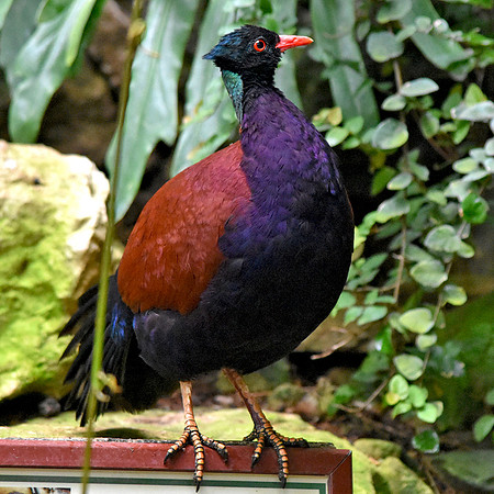 Green naped pheasant pigeon