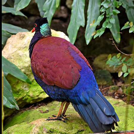 Green naped pheasant pigeon